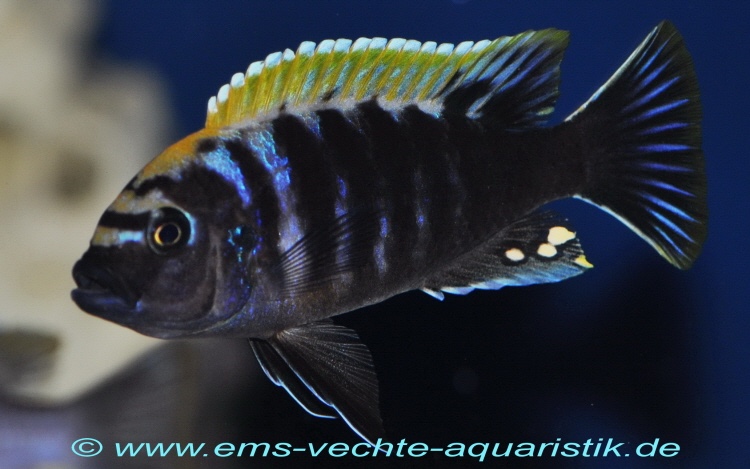 Cynotilapia aurifrons 'Luwino Reef'